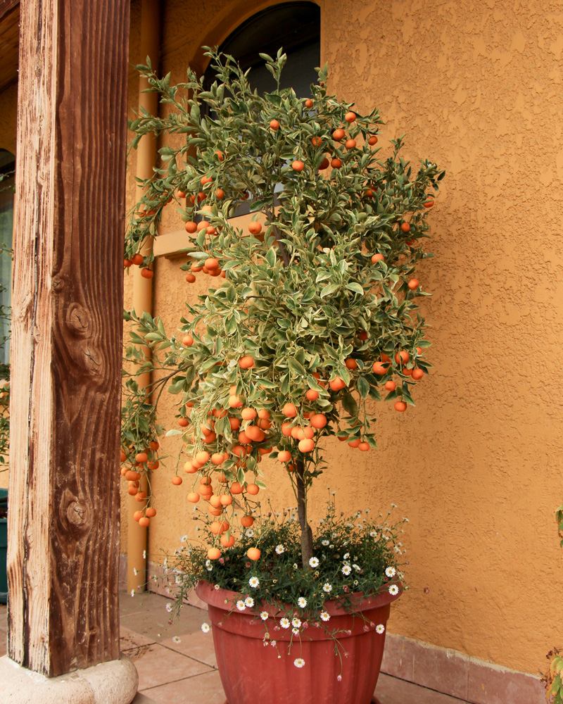 Planta de Calamondín Variegado - Viveros Agromisión