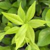 Clorosis férrica en frutales cítricos