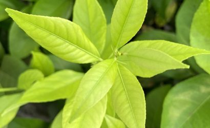 Clorosis férrica en frutales cítricos