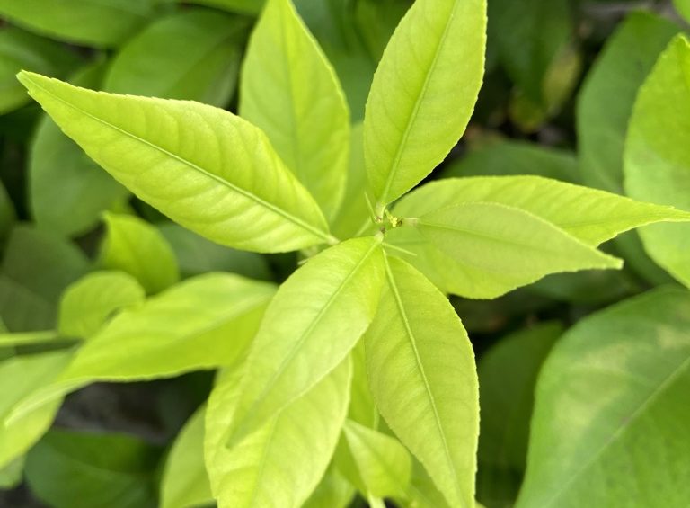 Clorosis férrica en frutales cítricos