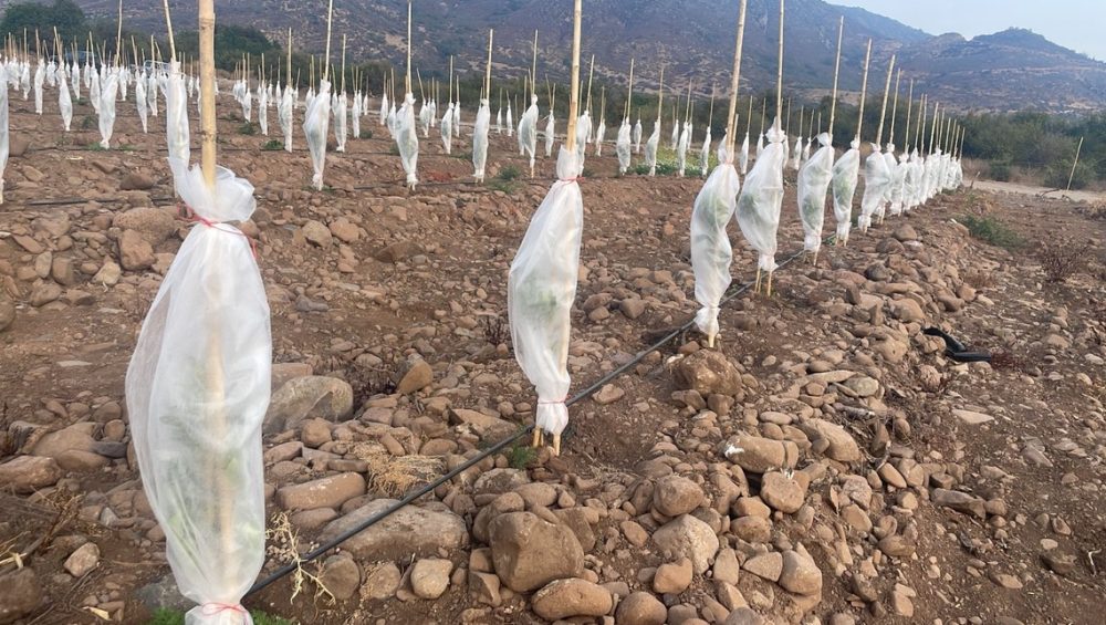 Manto térmico en frutales