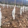 Manto térmico en frutales