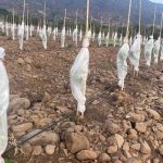 Manto térmico en frutales