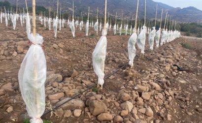 Manto térmico en frutales