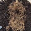 planta con buenas raíces