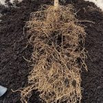 planta con buenas raíces
