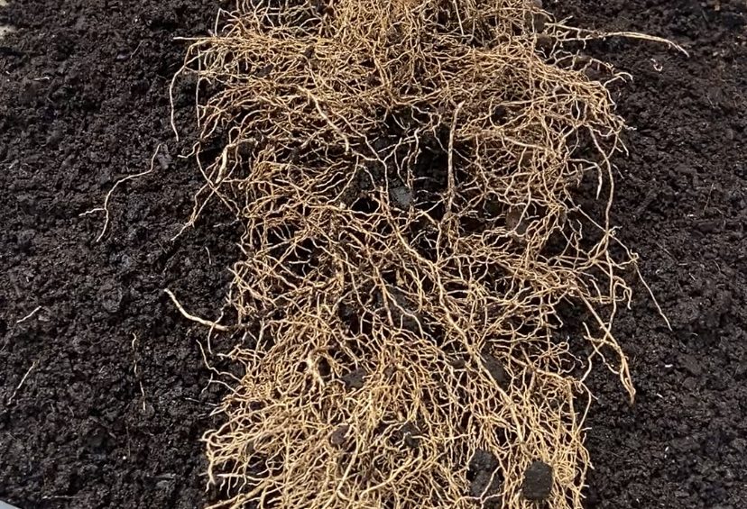 planta con buenas raíces